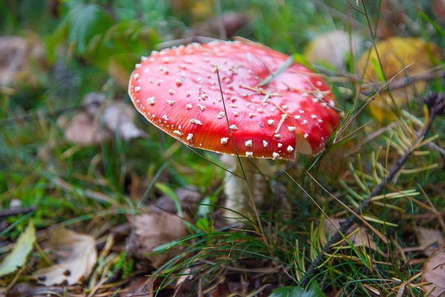 飞木耳 蘑菇 红白点 - 上的免费照片