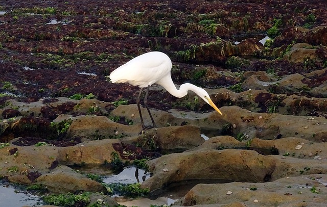 大白鹭 阿尔巴阿尔巴 鸟 - 上的免费照片