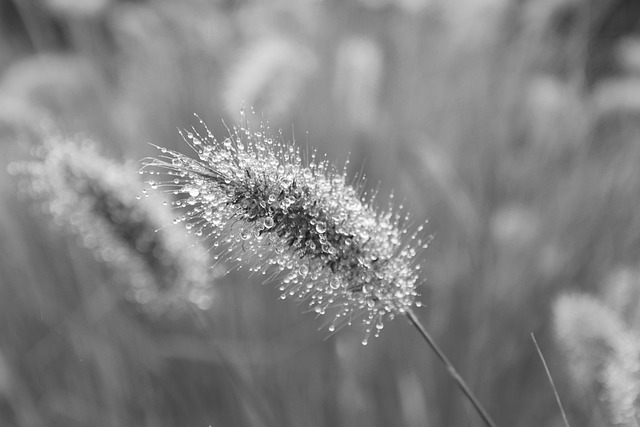 植物 焗 黑白照片 - 上的免费照片