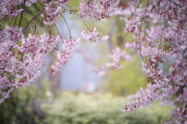 花朵 树 樱花 - 上的免费照片