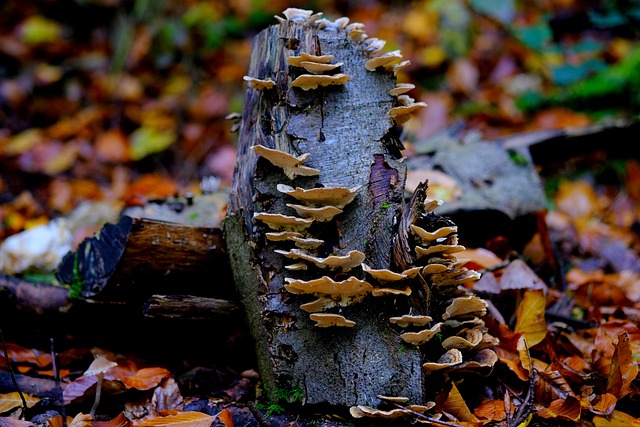 树干 蘑菇 自然 - 上的免费照片