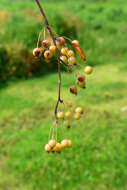 大韩民国 小苹果 花苹果 - 上的免费照片