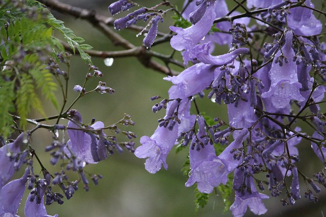 花朵 紫色的 湿的 - 上的免费照片