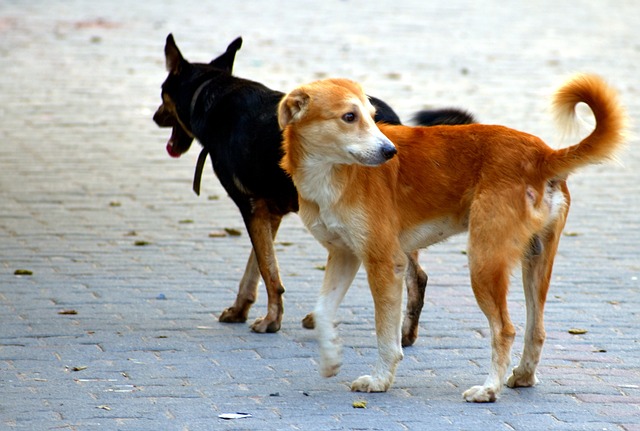 小狗 哥们 犬类 - 上的免费照片