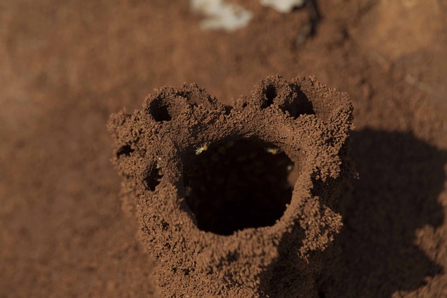 蚁丘 地球 昆虫 - 上的免费照片