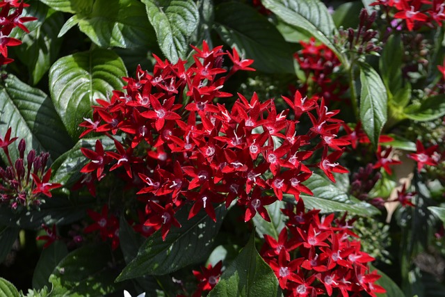红色花 树叶 植物园 - 上的免费照片