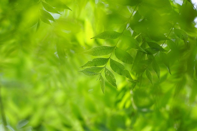 台北 台灣 植物園 - 上的免费照片