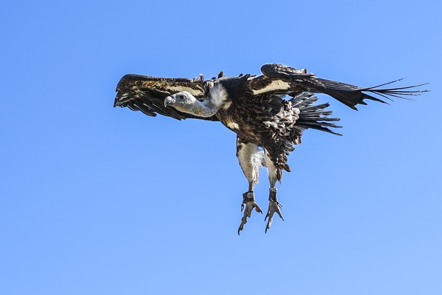 兀鹫 飞行 登陆 - 上的免费照片