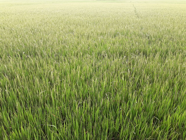 稻田九 米煮熟 的金色稻米 - 上的免费照片