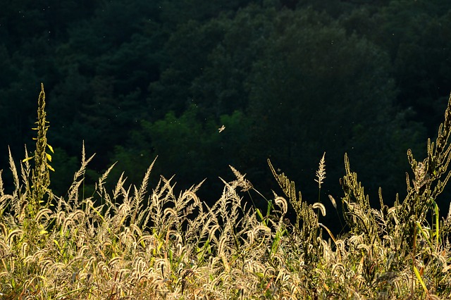 阳光 里德 草 - 上的免费照片
