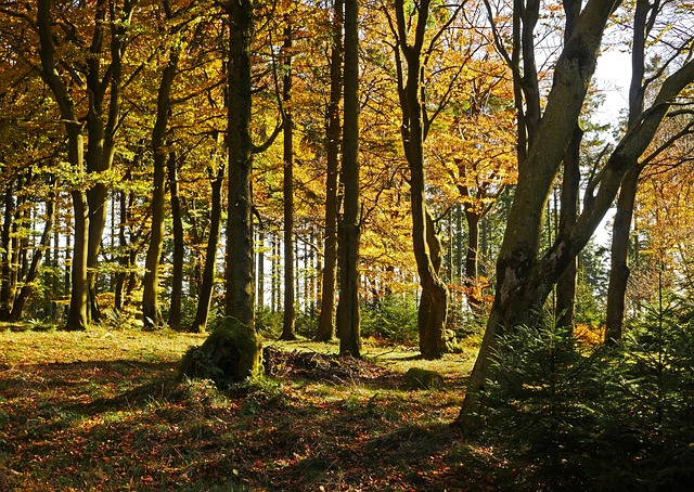 秋天的树林 在埃贝山 Sauerland - 上的免费照片