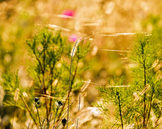 狐尾 草地上的狐狸尾巴 植物 - 上的免费照片