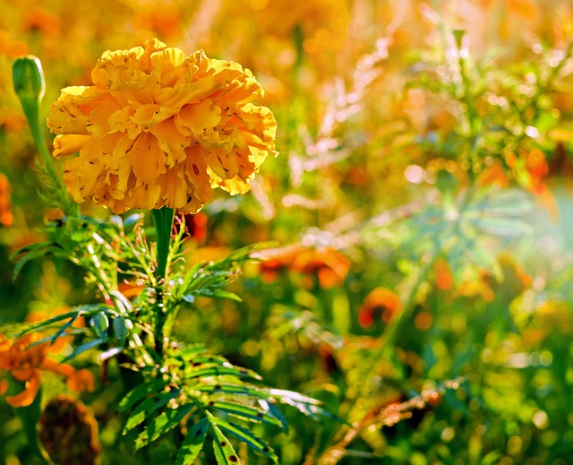 万寿菊 学生花 花 - 上的免费照片