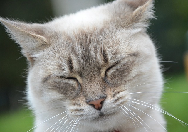 猫 小猫 眼睛闭上 - 上的免费照片