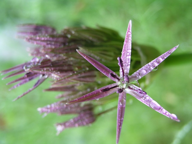 花 盛开 - 上的免费照片