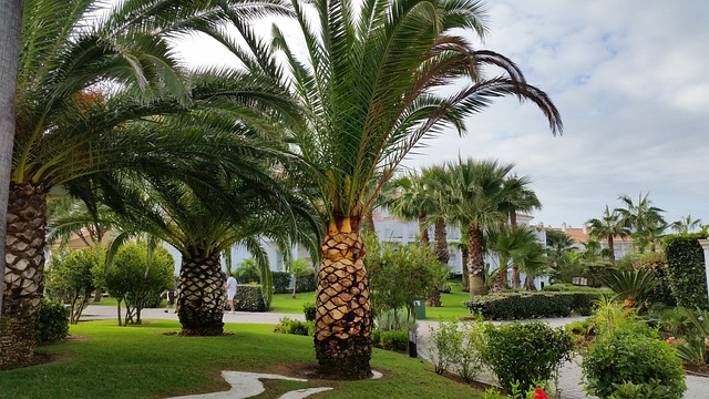 棕榈树 复杂的酒店 假期 - 上的免费照片