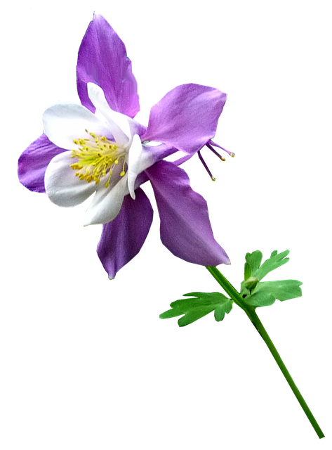 紫色的 花 干 - 上的免费照片