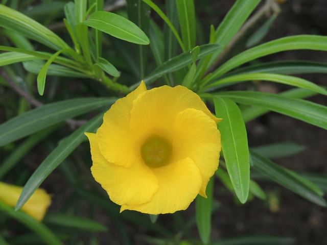 外来植物 钟声从Motupe到Chiclayo - 上的免费照片