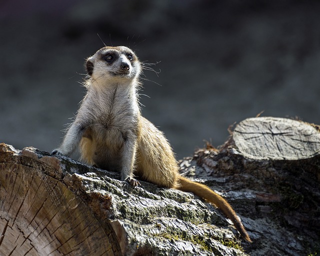 Suricate 树干 哨兵 - 上的免费照片