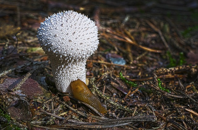 蘑菇 牛人 蜗牛 - 上的免费照片
