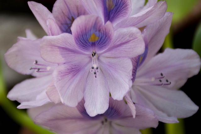 兰花 紫色的花朵 莲花 - 上的免费照片