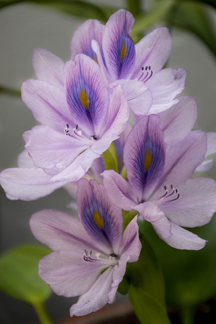 兰花 紫色的 莲花 - 上的免费照片