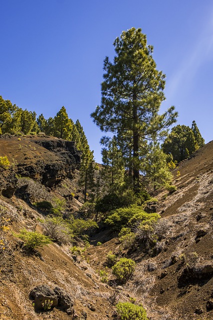 火山 加那利群岛 西班牙 - 上的免费照片