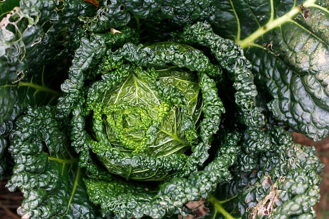 羽衣甘蓝 生物 健康 - 上的免费照片