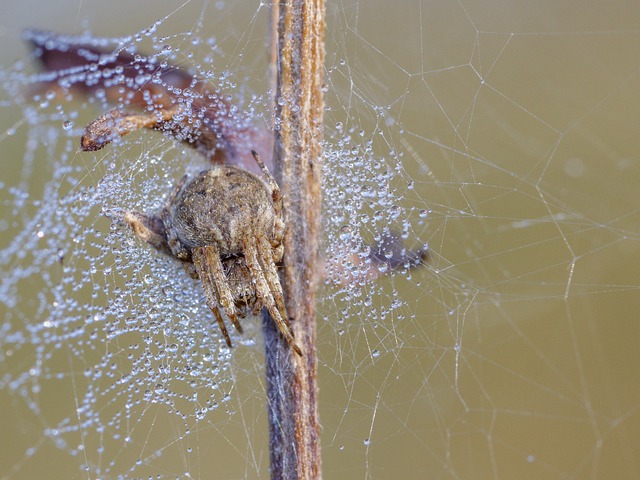 蜘蛛 自然 蜘蛛网 - 上的免费照片
