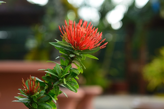 花 植物群 阿育王 - 上的免费照片