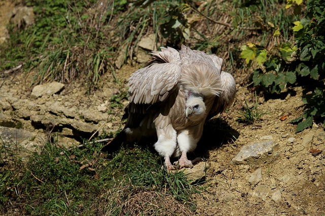 兀鹫 狮鹫 清道夫 - 上的免费照片
