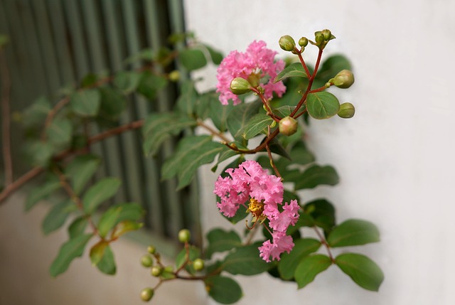 自然 Hoa Tuong Vy - 上的免费照片