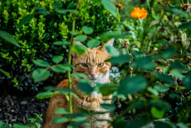 玫瑰 花朵 猫 - 上的免费照片