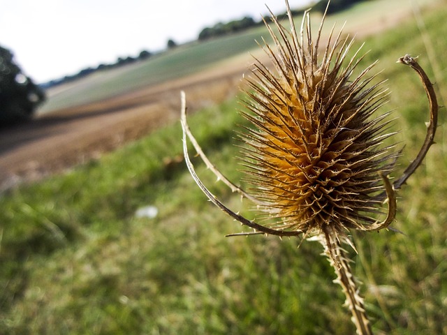 Teasle Teazle 断Fullonum - 上的免费照片