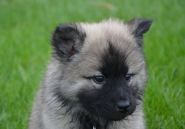 小狗 Eurasier 头 - 上的免费照片