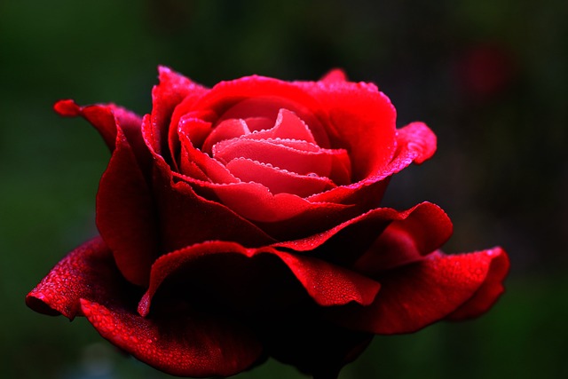 红玫瑰 花 爱 - 上的免费照片