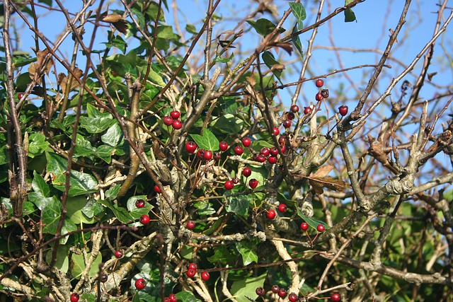 植被 浆果 秋天 - 上的免费照片