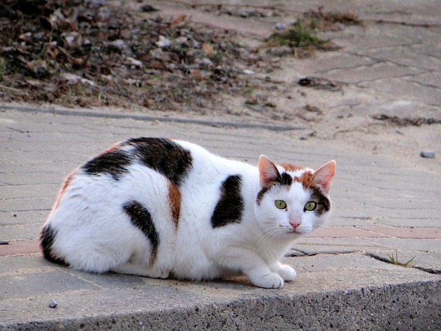 猫 哺乳动物 缓慢的生活 - 上的免费照片