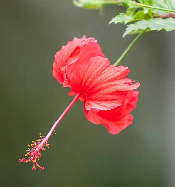 花 芙蓉花 热带植物 - 上的免费照片