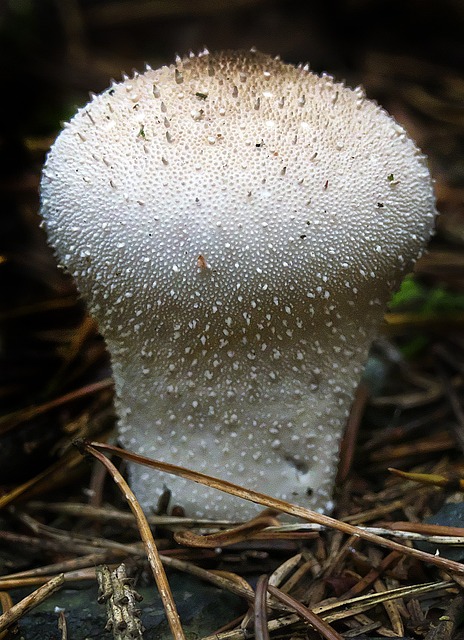 蘑菇 瓶子除尘 瓶 Bovist - 上的免费照片