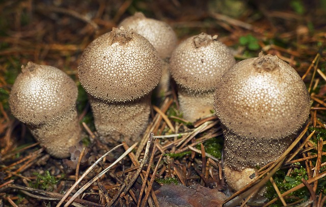 蘑菇 瓶Russulas 成熟 - 上的免费照片