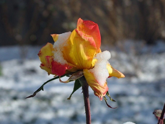 芝加哥的和平茶玫瑰 早雪 麻木的 - 上的免费照片