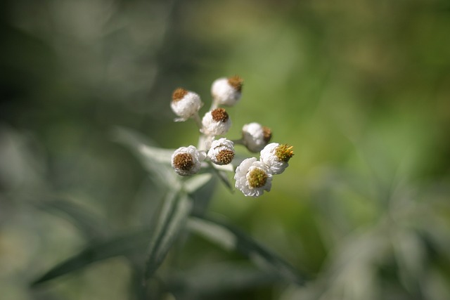 蜡菊 花 夏天 - 上的免费照片