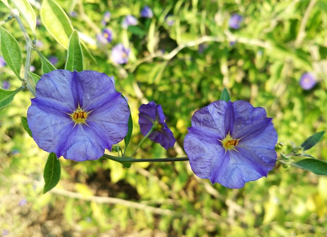 龙葵 Lycianthes Rantonnetii 花朵 - 上的免费照片