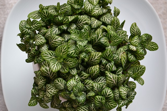 Fittonia 盆栽植物 - 上的免费照片