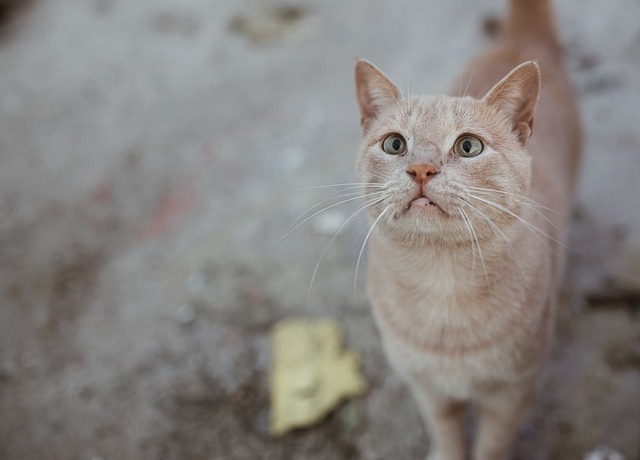 猫 动物 可爱 - 上的免费照片