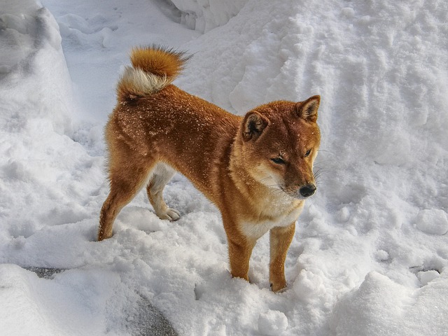 芝 柴犬 芝在雪地里 - 上的免费照片