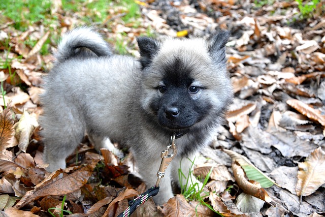 小狗 年轻的狗 Eurasier - 上的免费照片