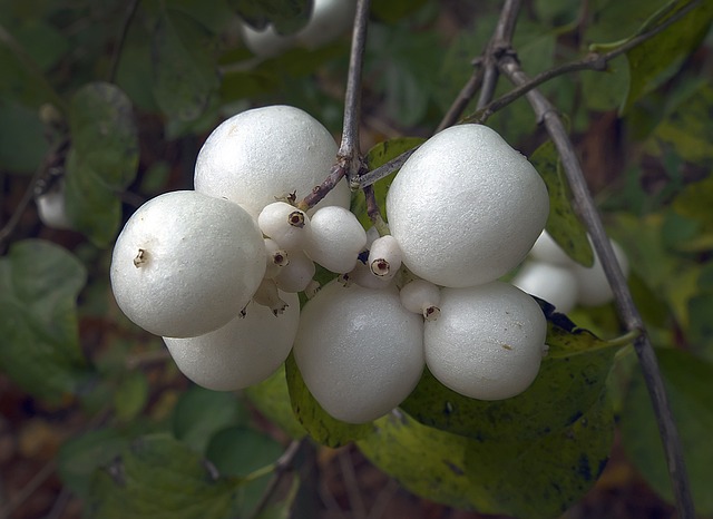 雪莓果 水果 邦莓果 - 上的免费照片