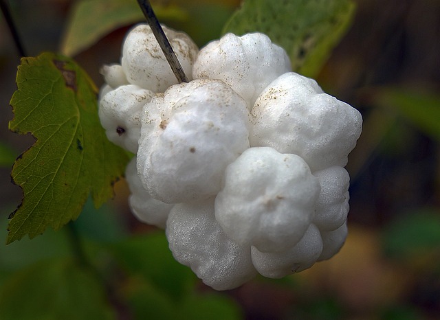 雪莓果 水果 邦莓果 - 上的免费照片